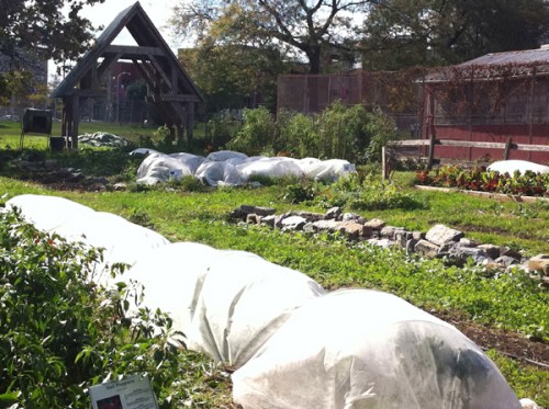 University City High School Urban Garden