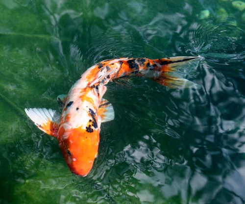 japanese koi carp