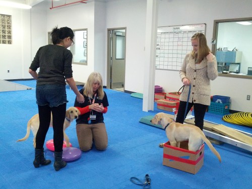 With the help of Volunteer & Outreach Coordinator, Pat Kaynaroglu, we got tips about how to help the puppies build their core muscles.