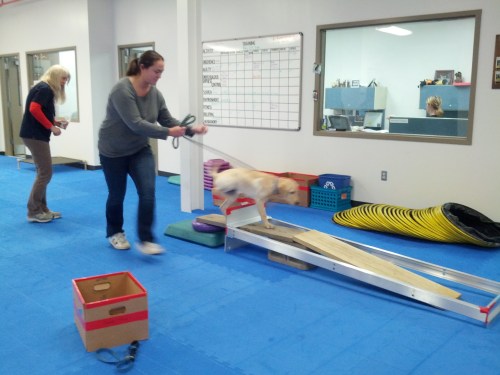 We also learned new training techniques with puppy Socks.