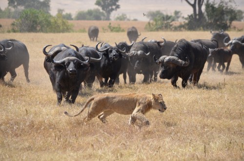 My favorite shot from the lion hunt in the Ngorongoro Caldera. The buffalo win this round.