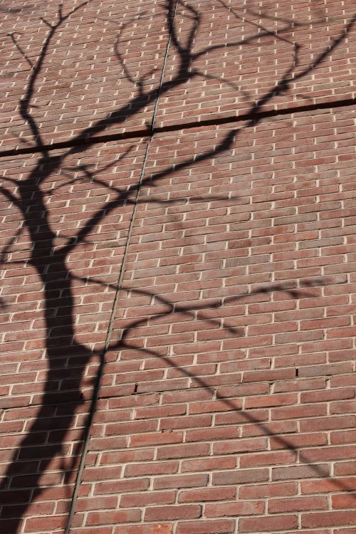 A shadow tree on the wall of the Steinberg Conference Center.