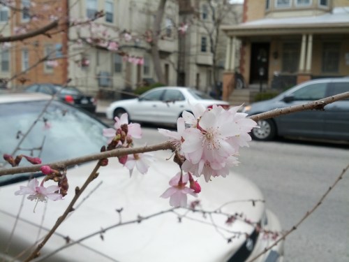 Beautiful light pink color.
