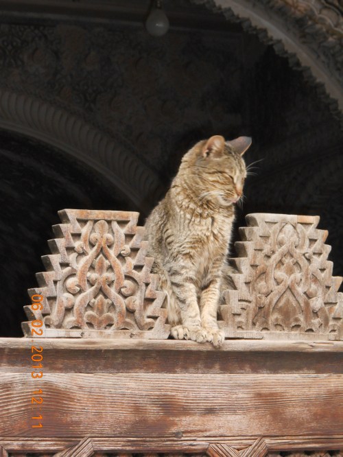 Cat sentry. Photo by Professor Thomas Max Safley.