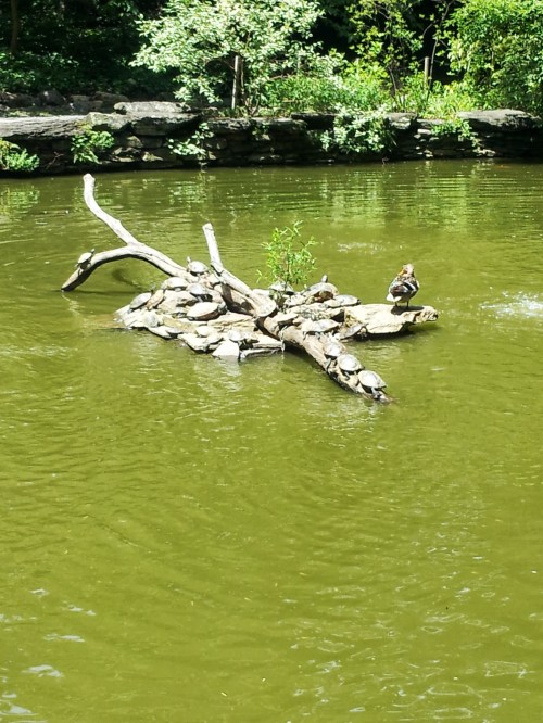 See Delilah sunning on her rock. Duffy the duck also lives here with his family.