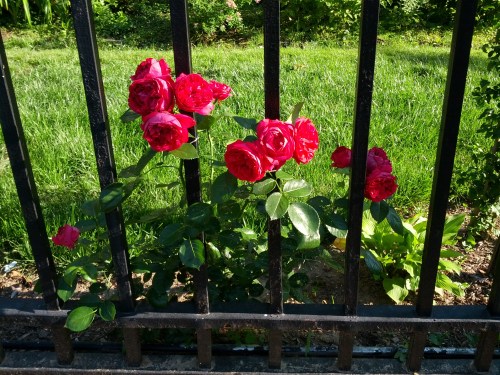 Roses in June
