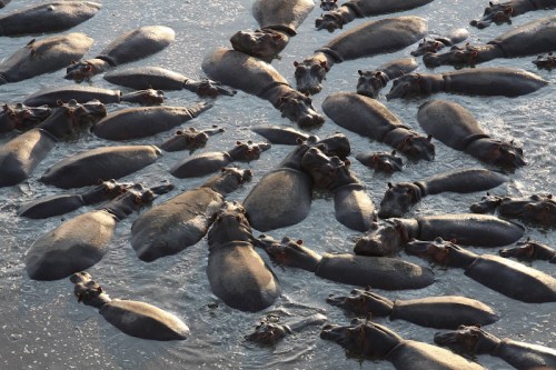 2012 Grand Prize Winner Hippos in the Serengeti Photographer: Robert Chewning, WG'76