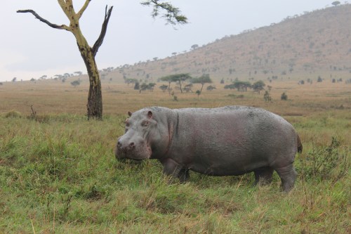 Hippo spotting in Serengeti National Park of Tanzania