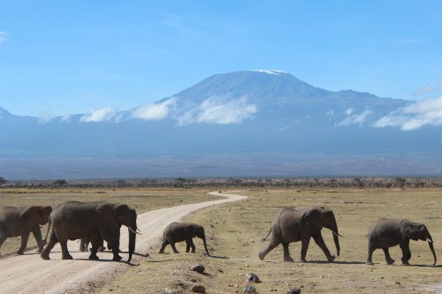Elephant crossing in front of Mt. Kilimanjaro, Kenya