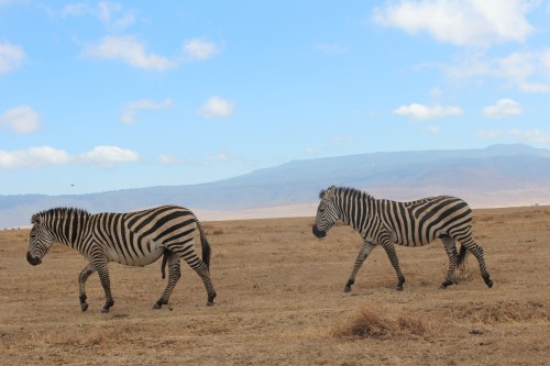 Our guides taught us that a group traveling together is called a dazzle.