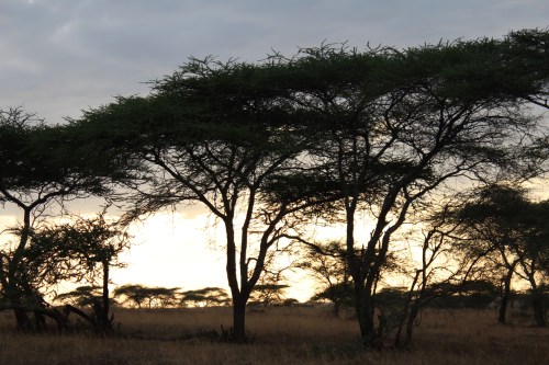 Serengeti Sunrise – Serengeti National Park, Tanzania
