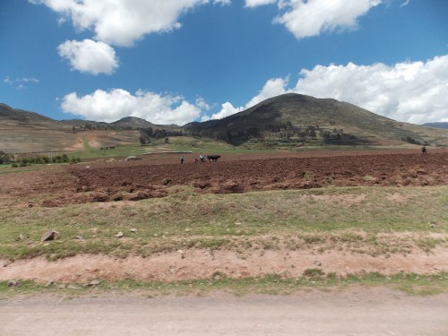 A field plowed by a team of oxen.