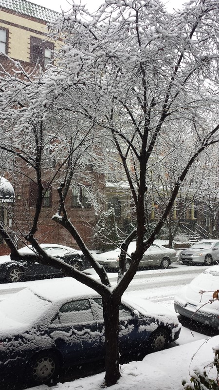 Beautiful snow-covered tree in West Philly