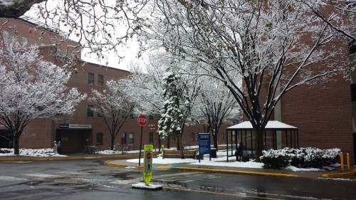 Snow-covered trees by Pennsylvania Hospital