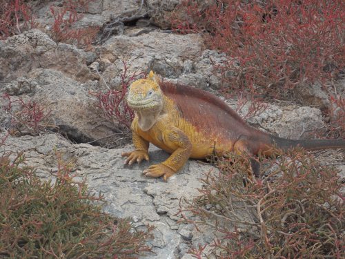 A land iguana.