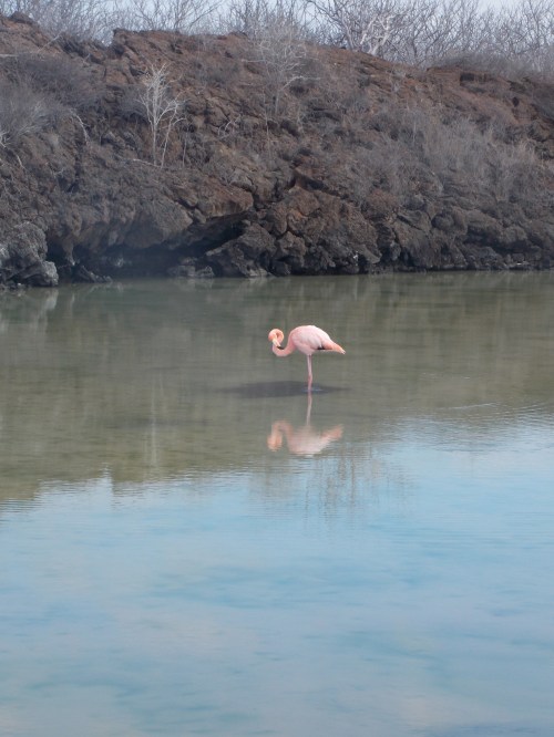 A lone flamingo.