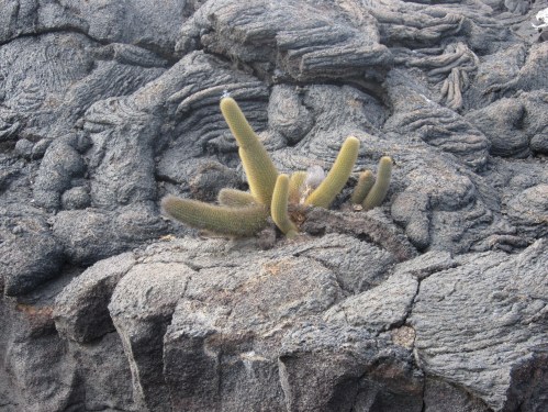 Plant life in the lava flows.