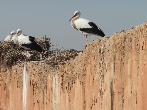 The infamous storks.