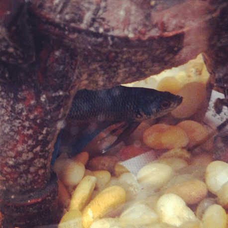 He was feeling a bit shy today.