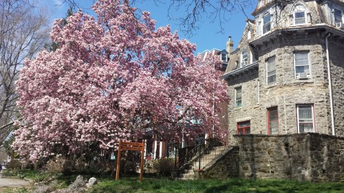Caught this beautiful corner in West Philly on my way back from the Clark Park Farmer’s Market