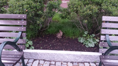Adorable bunny near The Palestra