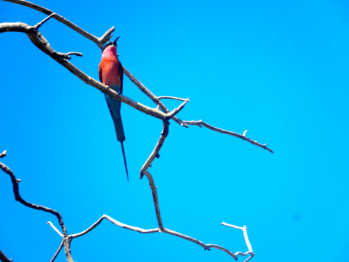 Bee-eater