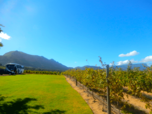 Constantia valley