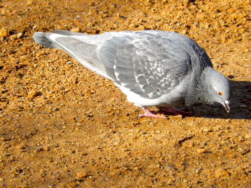 pigeon