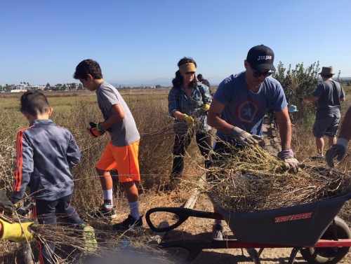 Penn Serves LA Restores Ballona Wetlands - family volunteering