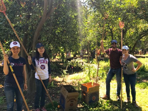 Lots of Red and Blue shirts helping pick fruit for Food Forward, photo by Kiera Reilly