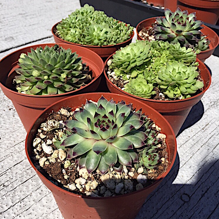 Penn Serves LA The Skid Row Housing Trust Los Angeles volunteering succulents